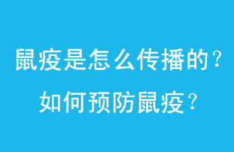 鼠疫是怎么傳播的？如何預防鼠疫？